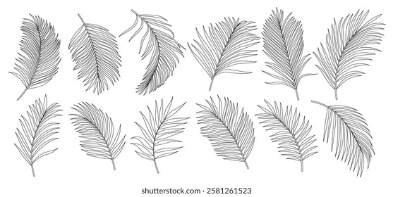 Palm leaves outline clipart set. Palm leaf and coconut drawing icon clip art collection in white background vector illustration. 