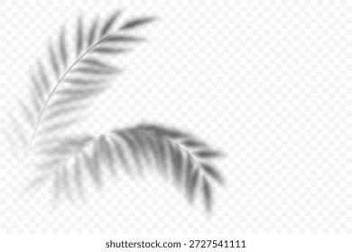 As folhas de palma sobrepõem a sombra no fundo transparente. Sombra de verão das plantas. Silhueta de ramo tropical vetorial na parede. Ilustração folhagem embaçada realista. Exótica reflexão botânica da luz solar.