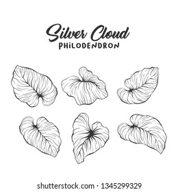 Palm leaves realistic hand drawn illustration. Tropical plant, foliage ink pen sketch. Philodendron mamei engraving. Greeting card botanical isolated design element. Rainforest flora outline drawing