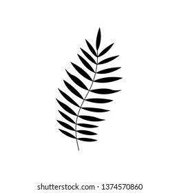 Palm leaves set. Banana, coconut, date palm leaves icon, logo isolated on white