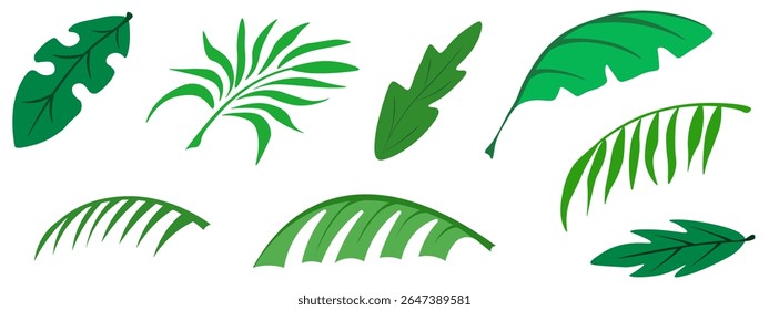Palm Leaves set. Beautiful vector tropical plant Leaves collection isolated transparent background. Ideal for Summer poster banner art template design. EPS 10