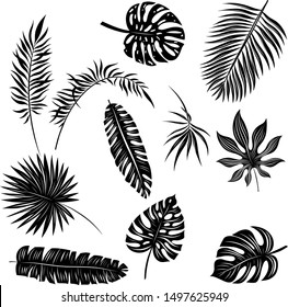 palm leaves set black and white