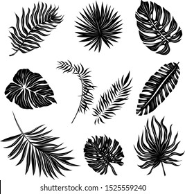 palm leaves set black and white