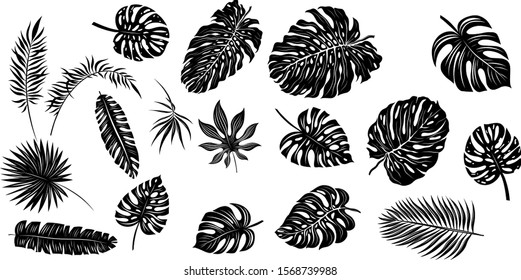 palm leaves set black and white