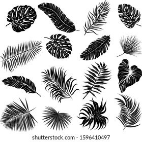 palm leaves set black and white