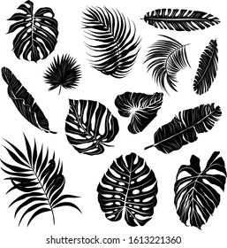 palm leaves set black and white