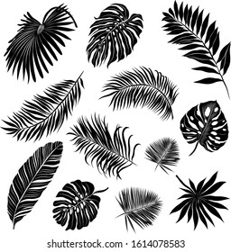 palm leaves set black and white