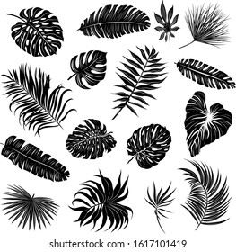 palm leaves set black and white