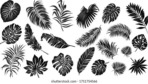 palm leaves set black and white vector illustration