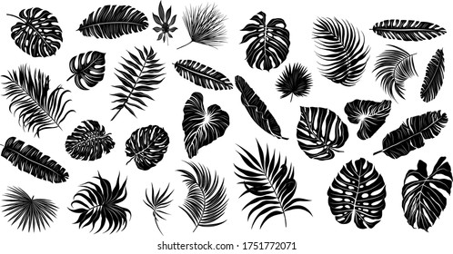 palm leaves set black and white vector illustration