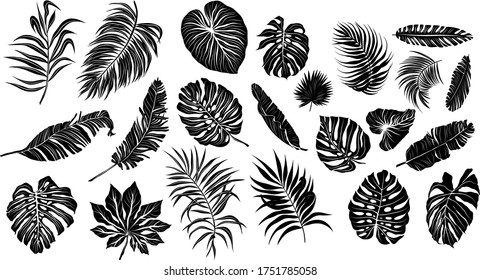 palm leaves set black and white vector illustration