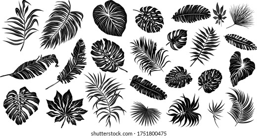 palm leaves set black and white vector illustration