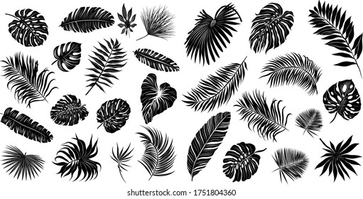 palm leaves set black and white vector illustration