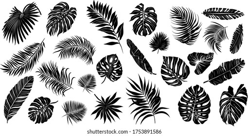 palm leaves set black and white vector illustration