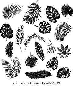 palm leaves set black and white vector illustration