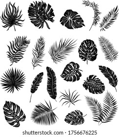 palm leaves set black and white vector illustration