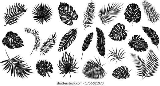 palm leaves set black and white vector illustration