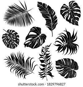 palm leaves set black and white