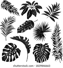 palm leaves set black and white