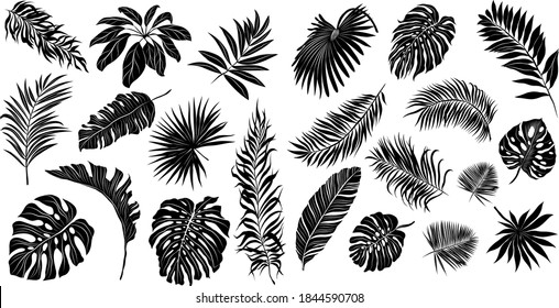 palm leaves set black and white vector illustration