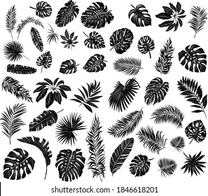 Palm Leaves Set Black And White