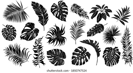 palm leaves set black and white