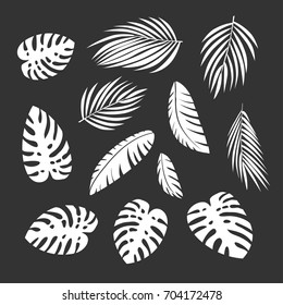 Palm leaves set, blackboard with Chalk drawing. Banana, coconut, date palm leaves isolated on black background. Vector clip art.