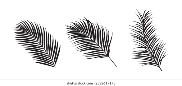 Palm leaves set. coconut leaf. hand drawn illustration on white background 