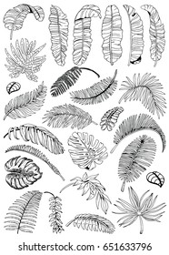 Palm Leaves Set. Exotic Leaf Background. Hand Drawn Black And White Illustration.