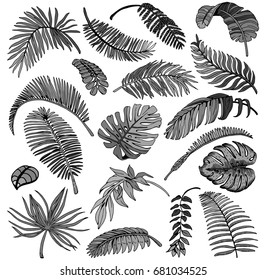 Palm Leaves Set. Exotic Leaf Background. Hand Drawn Black and White illustration.