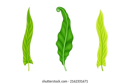 Palm leaves set. Green tropical exotic plants vector illustration