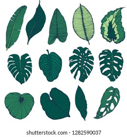 palm leaves set, hand drawing isolated on white background, vector