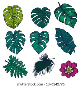 palm leaves set ,hand drawing isolated on white background ,vector
