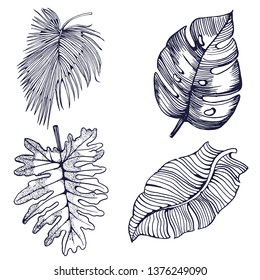 palm leaves set ,hand drawing isolated on white background ,vector