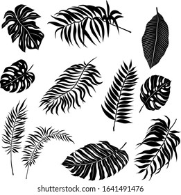 palm leaves set pattern black and white vector