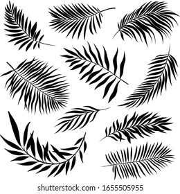 palm leaves set pattern black and white vector illustration 