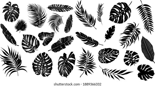 palm leaves set pattern black and white vector illustration 