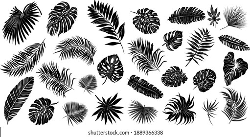 palm leaves set pattern black and white vector illustration 