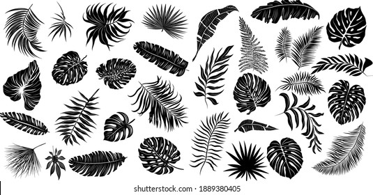 palm leaves set pattern black and white vector illustration 