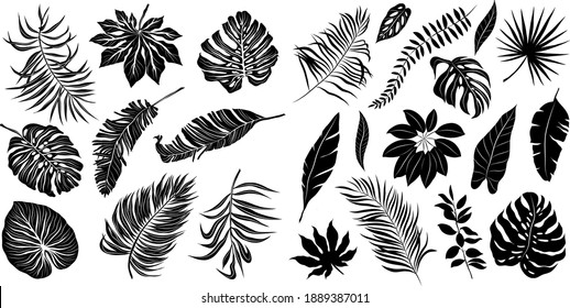 palm leaves set pattern black and white vector illustration 