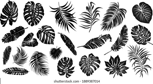 palm leaves set pattern black and white vector illustration 