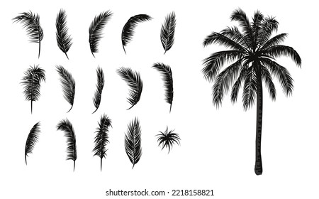 Hojas de palma puestas. Silueta de palmeras y ramas de palmeras. Ilustración del vector