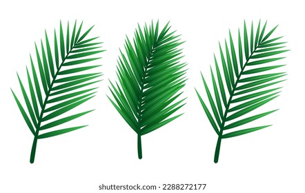 Palm leaves set. Vector clipart isolated on white background.