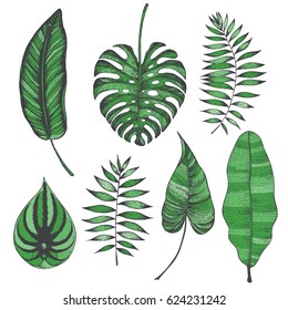 Palm leaves set. Vector collection with tropical leaves. Calathea, monstera, peperomia, chamaedorea, philodendron, banana leaves illustration. Colorful palm leaves.