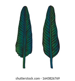 Palm leaves set. Vector elements for patttern. Exotic foliage. Poster desigh, decor interior.