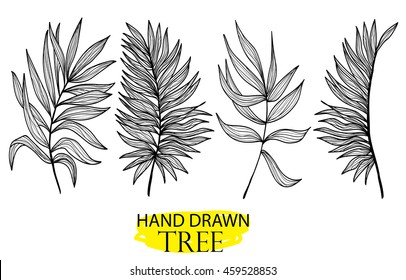 Palm leaves . Set of vector images . Drawing by hand .