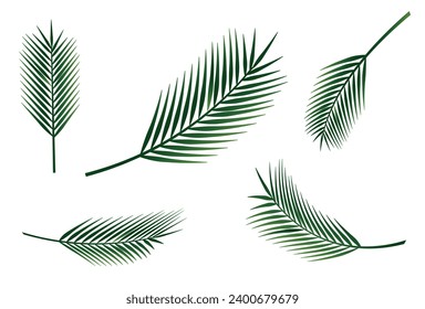 Palm leaves set. Vector realistic design elements. 