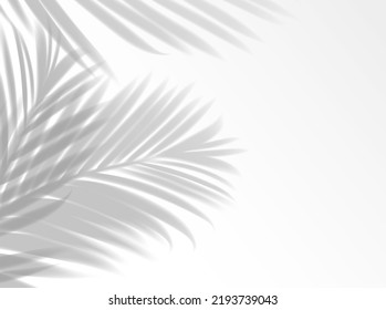 Palm leaves shadow background overlay. Realistic vector tropical plant foliage shade on white wall. Template with plant leaf, light effect for summer travel, beach, cosmetics beauty product