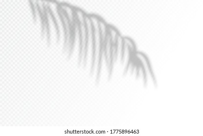 Palm leaves shadow silhouettes isolated on background.