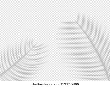 Palm leaves shadows on transparent background. Vector shadow overlay effect 